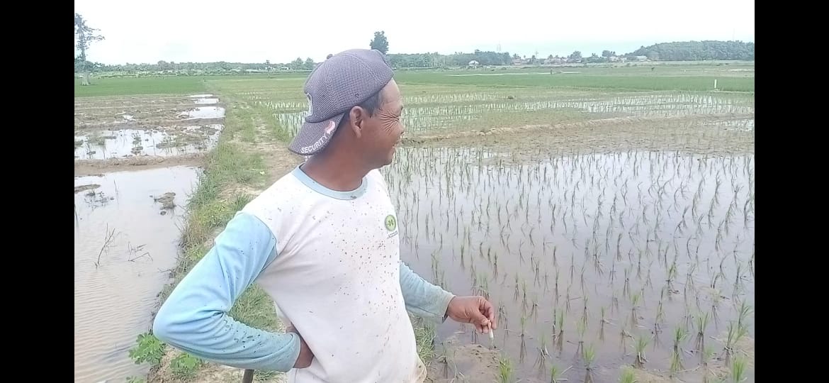 Suwarno Petani di Desa Srimulyo, Kecamatan Madang Suku II, Kabupaten OKU Timur, mengaku sangat kesulitan medapatkan pupuk