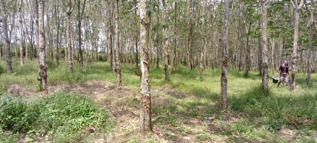 Perkebunan karet milik warga di Wilayah Alang-Alang, Kecamatan Semendawai Suku III, OKU Timur