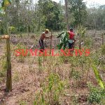 Warga sedang menanami lahan bekas kebun karet dengan pisang dan pinang di Kecamatan Belitang Madang Raya, OKU Timur.