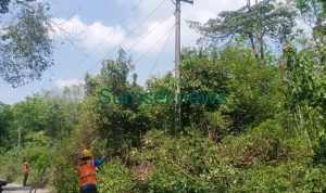 Tampak petugas dari UPL PLN Martapura sedang melakukan pembersihan, memotong tumbuhan terletak antara Desa Banban Rejo dan Desa Margotani. Kecamatan Madang Suku II. Selasa (6/8/2024).